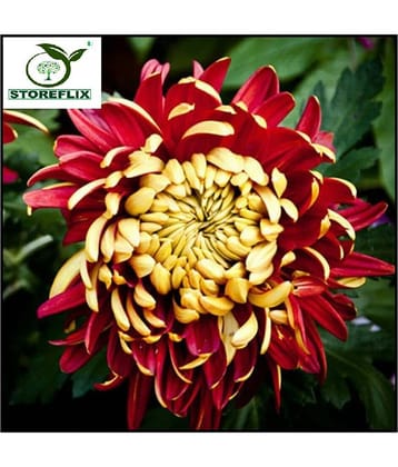 Chrysanthemum red guldavadi flower 30 seeds pack with free potting soil and user manual home garden plant seeds pack