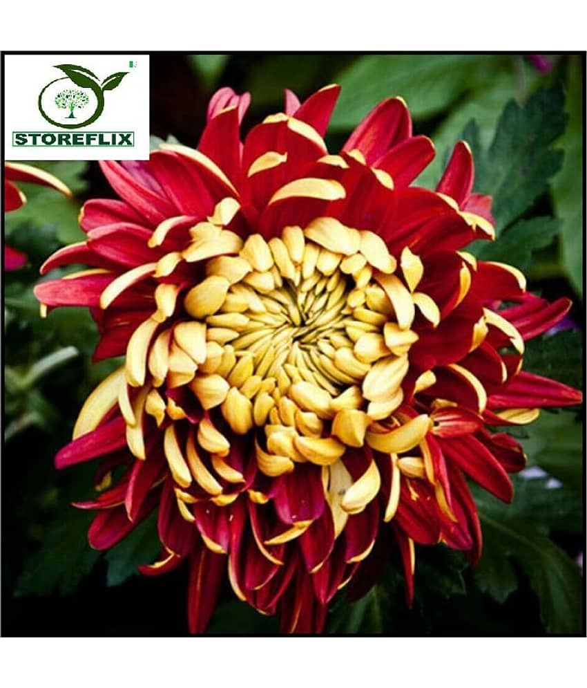 Chrysanthemum red guldavadi flower 30 seeds pack with free potting soil and user manual home garden plant seeds pack