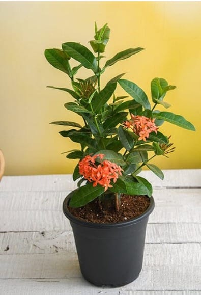 Ixora plants