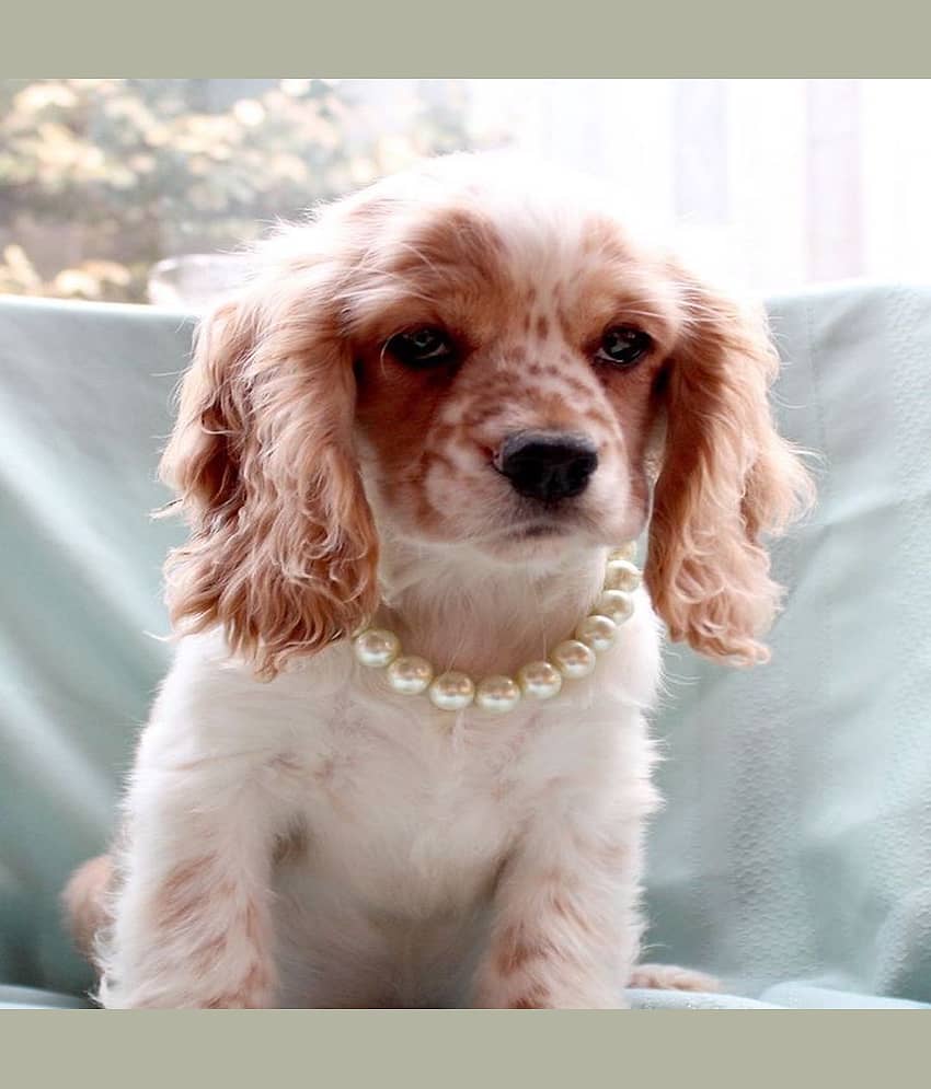 DOG PUPPY PEARL NECKLACE WITH BELL