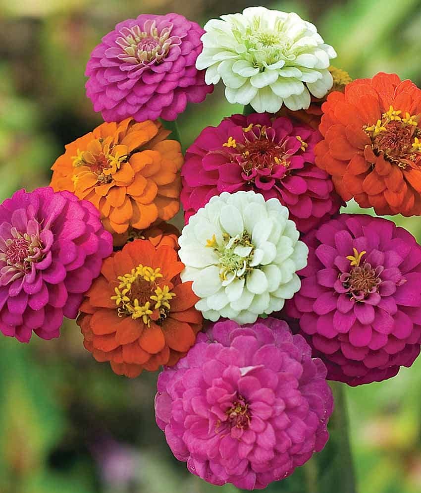 Nelesa Gardening Zinnia Mix Colour Flower Seeds 20 Seeds