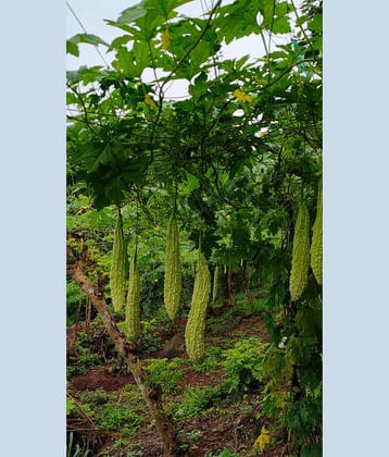 homeagro - Bitter Gourd Vegetable ( 20 Seeds )