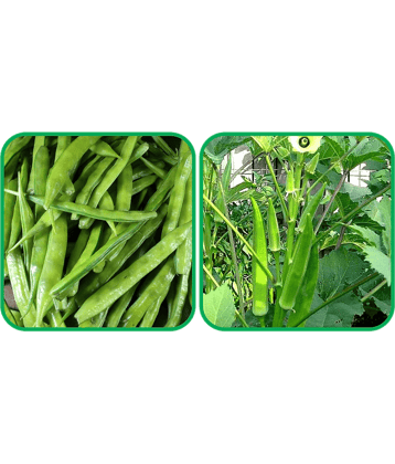 Aero Seeds Lady Finger ( 30 Seeds) And Cluster Beans ( 50 Seeds) Vegetable Seeds Pack