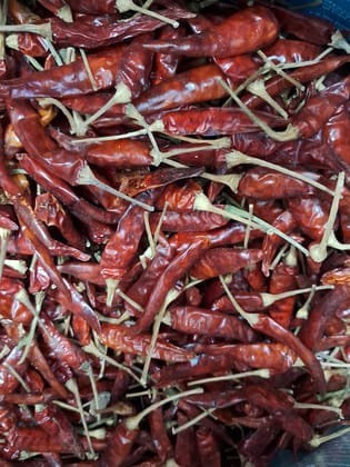 Gunter chilly