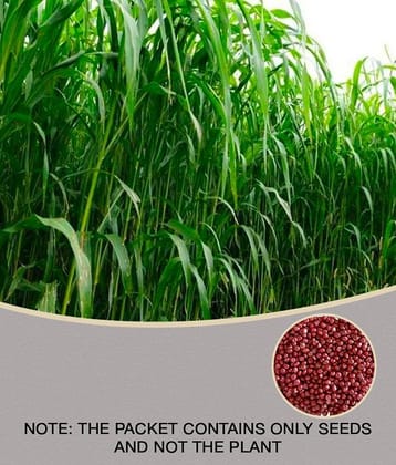 CLASSIC GREEN EARTH - Grass Grass ( 25000 Seeds )