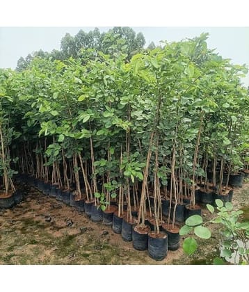 Jignisha Seeds Sandalwood Plant ( 5 Seeds )