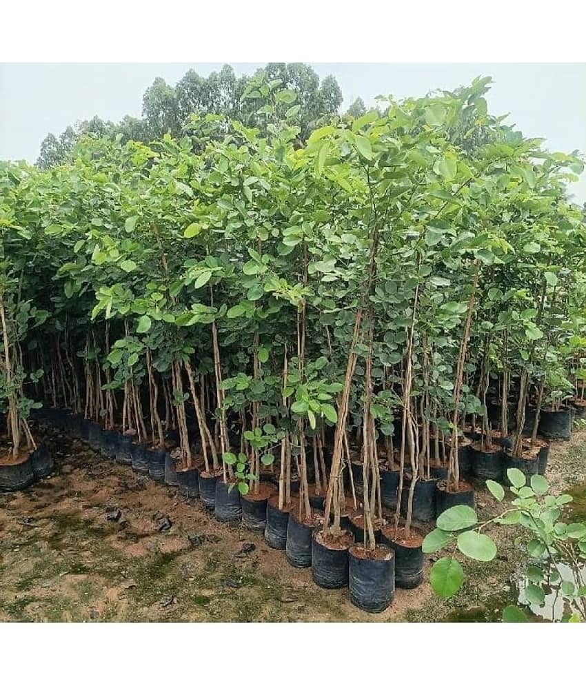 Jignisha Seeds Sandalwood Plant ( 5 Seeds )