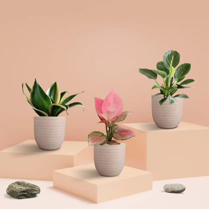 Three Plants Combo for Home in Eco Pots (Small)