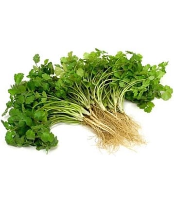 Coriander (Dhaniya) Aone Seeds - Pack Of 100 Seeds