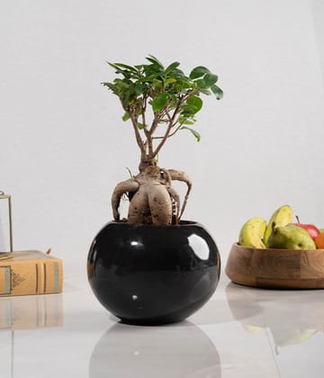 Ficus Bonsai in Round Planter-Black Ceramic Planter