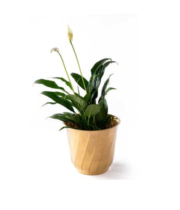 Twisted Brass Planter small