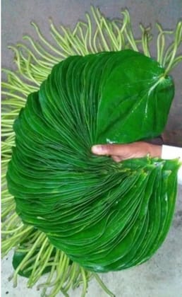 Pooja betel leaves