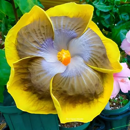 Austrelian Hibiscus Plant For Home Gardening