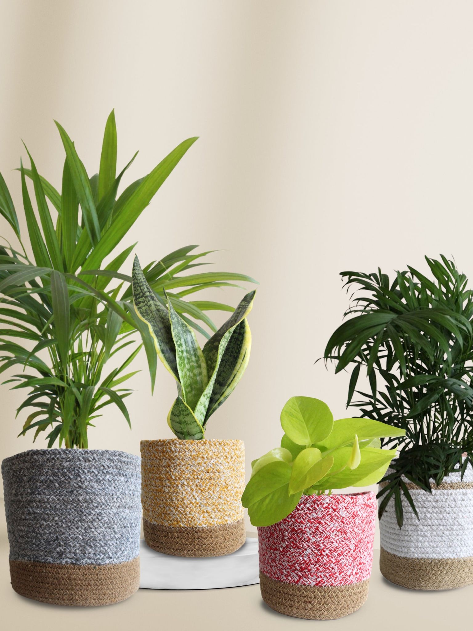 Easy-Care Air-Purifying Plants Combo