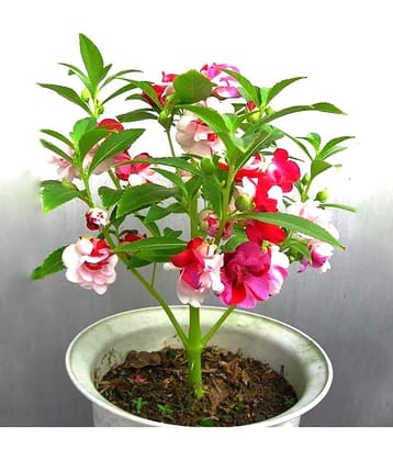 homeagro - Balsam Mixed Flower ( 25 Seeds )