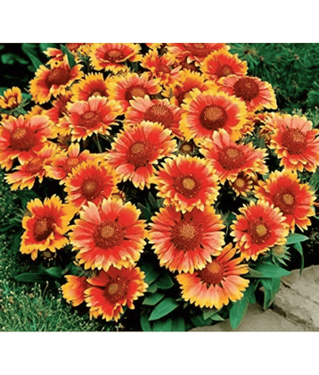 CLASSIC GREEN EARTH - Gaillardia Flower ( 35 Seeds )