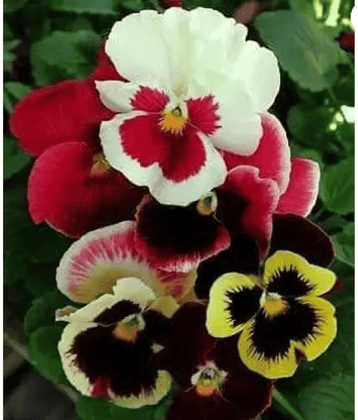 CLASSIC GREEN EARTH - Pansy Flower ( 60 Seeds )