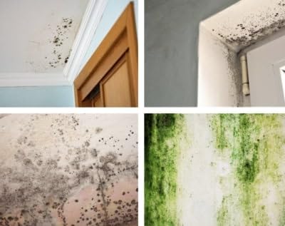 1001 Anti-Fungal Barrier WT, Anti-Fungal, Anti-Algae, Anti-Mould Coating Paint WT I Ideal For Homes, offices, hospitals, schools, industrial walls, terraces, bathrooms, and areas prone to moisture or dampness. White 1L