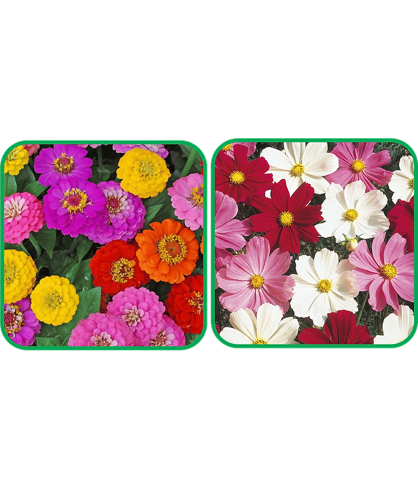 Aero Seeds Cosmos Mix Color (50 Seeds) And Zinnia Mix Color (50 Seeds)Flower Seeds Pack