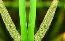 Acorus Calamus Acorus Calamus