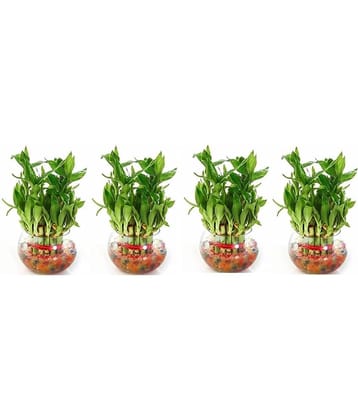 Green plant indoor - Green Wild Artificial Flowers With Pot ( Pack of 4 )