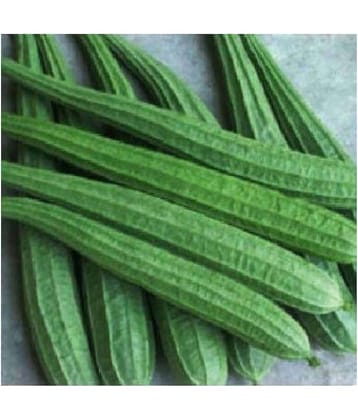 F1 Hybride Ridge GOURD Seed (20 seeds)