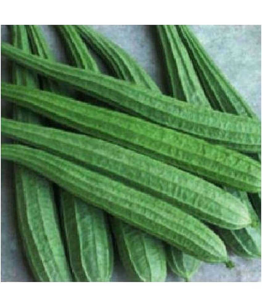 F1 Hybride Ridge GOURD Seed (20 seeds)