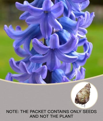 homeagro -Rajnigandha - Tube rose double flowering (10 Bulbs- seed mix colour)