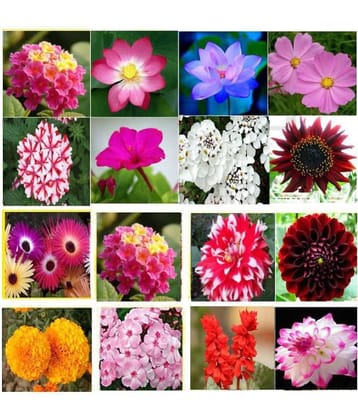 Winter Flower Plant Seeds 16 Variety