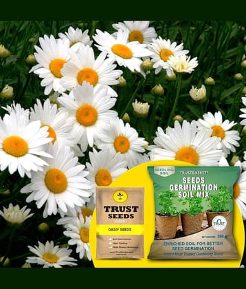 TrustBasket Daisy Seeds (Hybrid) with Free Germination Potting Soil Mix (20 Seeds)