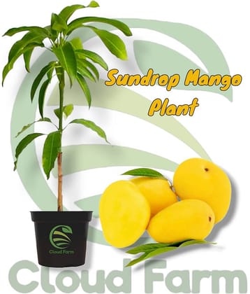 Cloud Farm Outdoor Fruit Plant ( Pack of 1 )