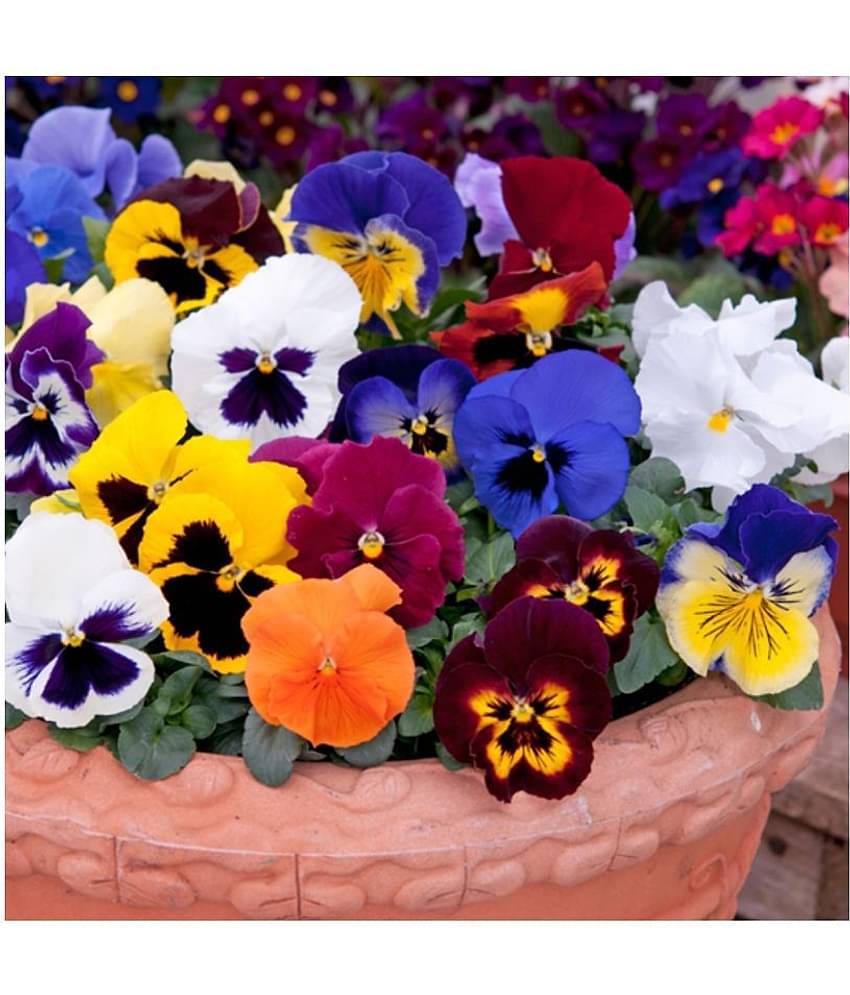 CLASSIC GREEN EARTH Pansy Double Full Mixed Plant Roof Garden Garden [Home Garden Seeds Eco Pack] Plant 50 Seeds with growing cocopeat