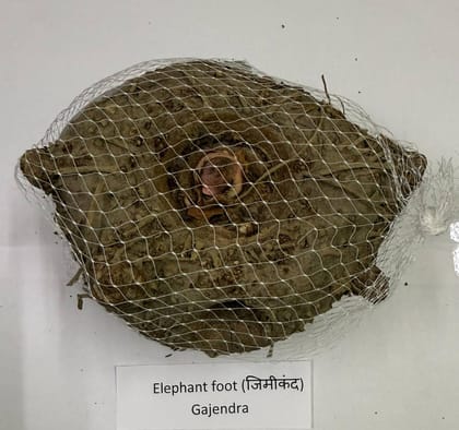 NSC Elephant Foot Gajendra Yam NSC Elephant Foot Gajendra Yam