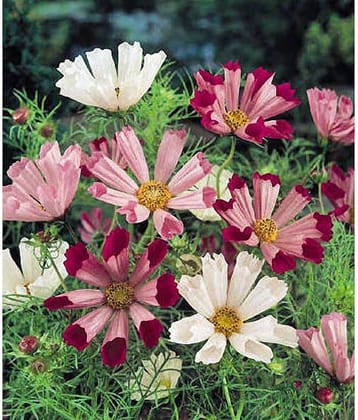 Cosmos Seeds SEA SHELLS MIX Mixed flowers blush rose 20 seeds