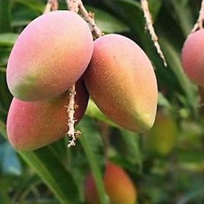 Amrapalli Mango Fruit Plant (Grafted)