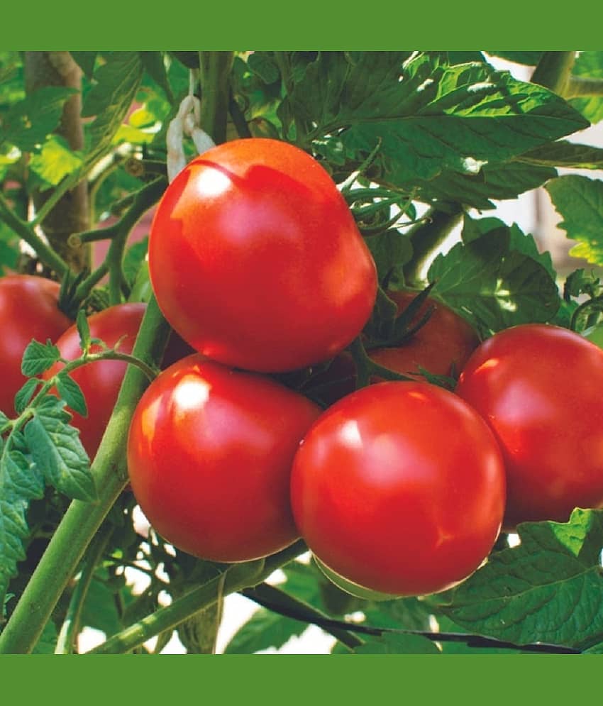 Tomato Vegetable ( 100 Seeds )