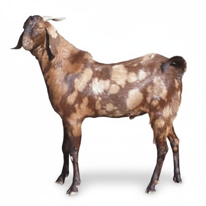 Live Goat - 250 kg - One live goat