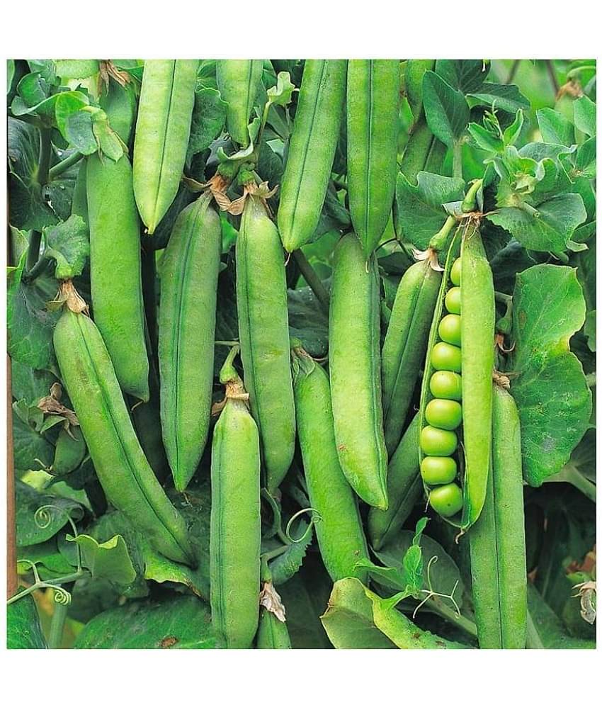 Joycity Peas Organic Vegetable Seeds- 100+ Seeds