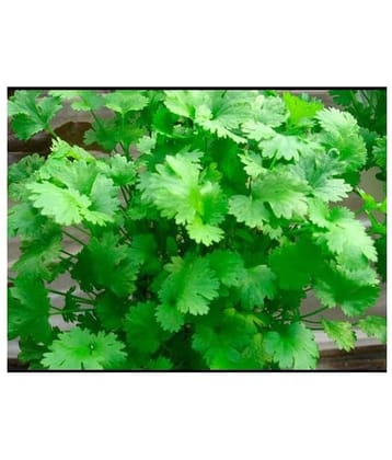 Dhaniya (Coriander) vegetable seeds