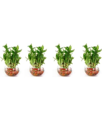 Green plant indoor - Green Wild Artificial Flowers With Pot ( Pack of 4 )
