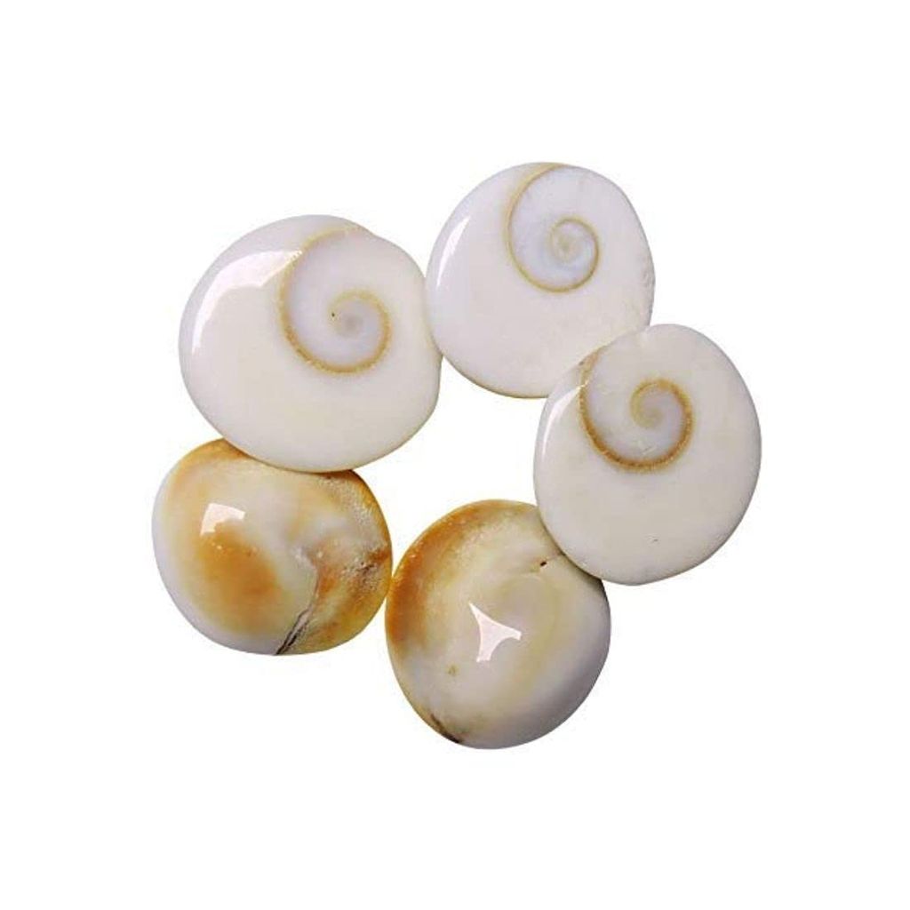 MAYAPURI Navi Sankh/Original Gomati/Gomti Chakra/????? ????/Sudarshan Chakra/Nag Chakra (Pack of 21) - Pooja Needs | Buy online on ZillyBuy