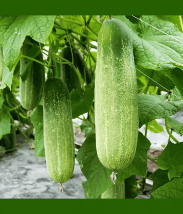 Jignisha Seeds Hybrid Cucumber Vegetable ( 50 Seeds )