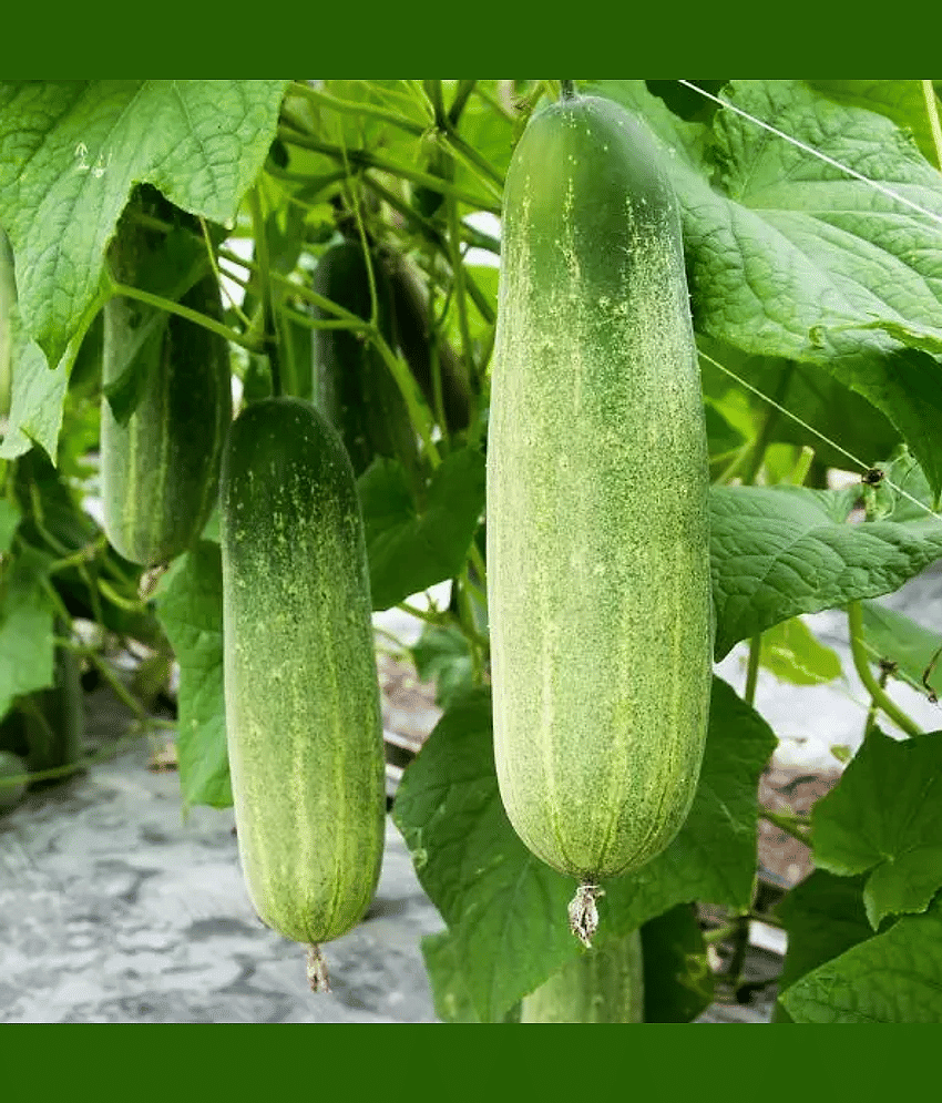 Jignisha Seeds Hybrid Cucumber Vegetable ( 50 Seeds )