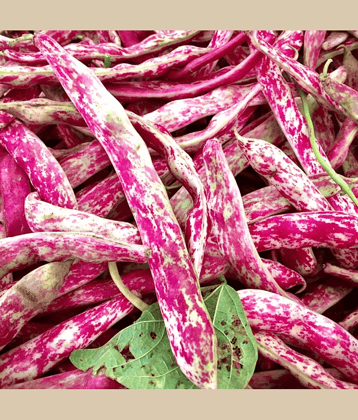 Red Cranberry Beans (Thull Rajma ke beej) Vegetable Seeds Pack Of 15 | Organic | for Planting in Home Kitchen Terrace Balcony Gardening