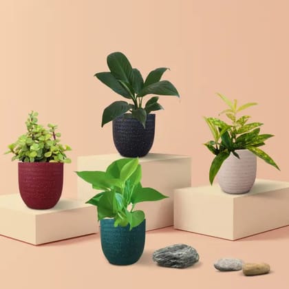 Indoor Plants Combo for Home Decor in Eco Pots (Small)