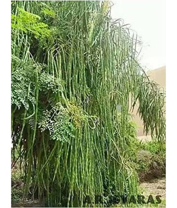 BS SEEDS Drum Stick-Moringa,Murangai, Saijan Ki Phalli,Saragavo (15 Seeds)