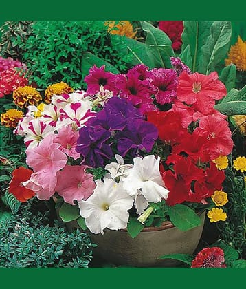 M-Tech Gardens Rare Hybrid Petunia " Grandiflora Mixed " Flower Seeds for Growing ( 100 Seeds Pack ) - PETUNIA112