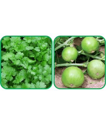 Aero Seeds Tinda ( 30 Seeds) And Coriander (200 Seeds) Vegetable Seeds Pack