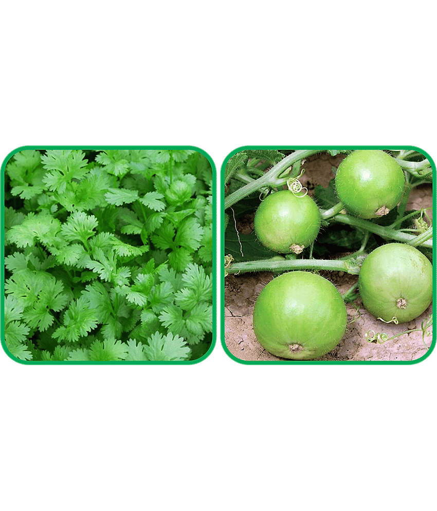 Aero Seeds Tinda ( 30 Seeds) And Coriander (200 Seeds) Vegetable Seeds Pack