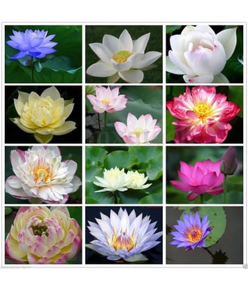 COLORS MIX LOTUS FLOWER PLANT  20 SEEDS COMBO PACK WITH MANUAL